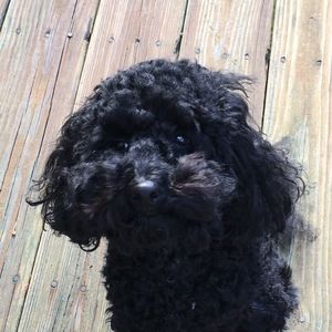 Meet your Posher, Ariana